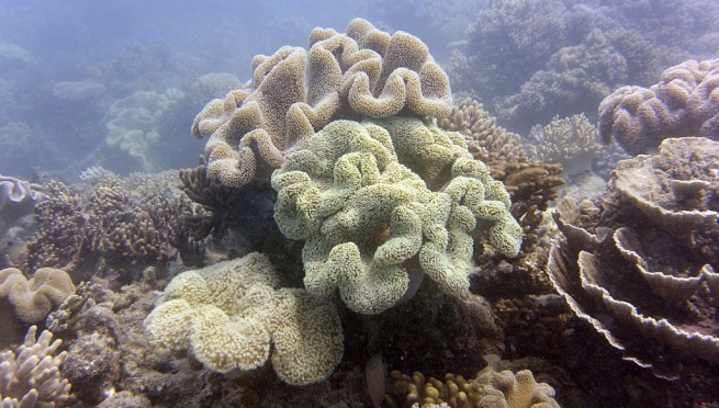 Great-Barrier-Reef-Coral-Bleached-2014